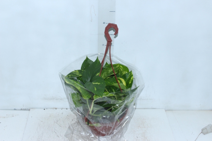 <h4>JIBOIA VERDE C21 PENDENTE</h4>