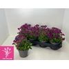 Arabis Caucasica Purple