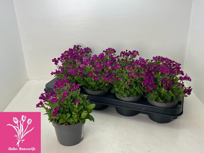 Arabis Caucasica Purple
