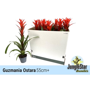 GUZM OSTARA