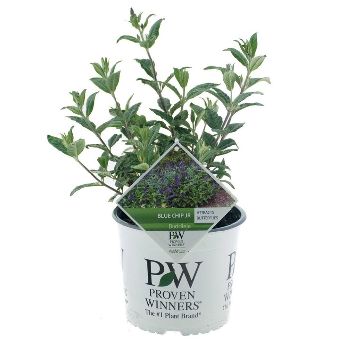 <h4>Buddleja Blue Chip jr</h4>