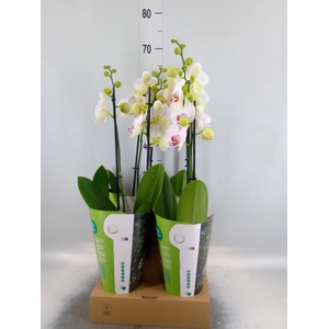 Phalaenopsis  'Bohemian Goya'