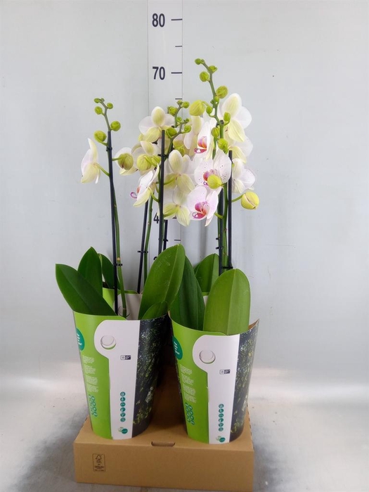 <h4>Phalaenopsis  'Bohemian Goya'</h4>