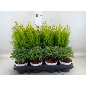 Chamaecyparis  'Woody World'  ..mix