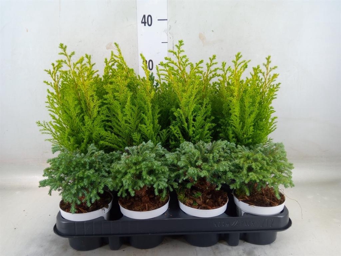 <h4>Chamaecyparis  'Woody World'  ..mix</h4>