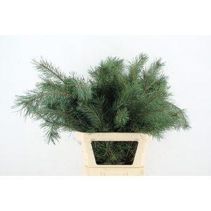 PINUS ALASKA PER STEM 100CM