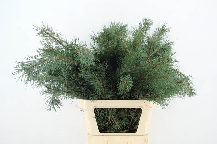 <h4>PINUS ALASKA PER STEM 100CM</h4>