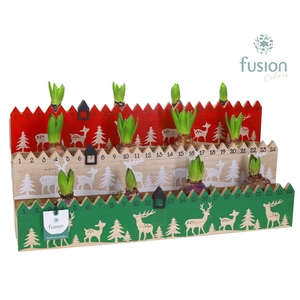 Houten advent planter hout met Hyacinten