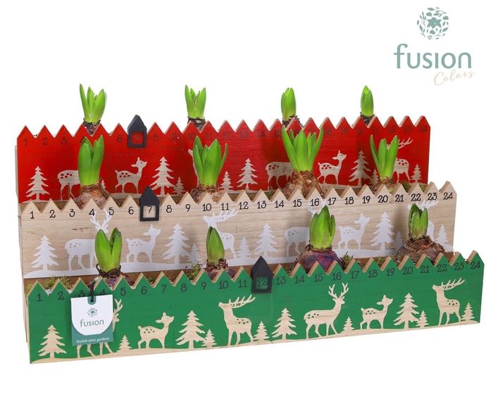 <h4>Houten advent planter hout met Hyacinten</h4>