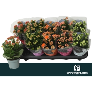 KAL GE PERF GEM 5 KL