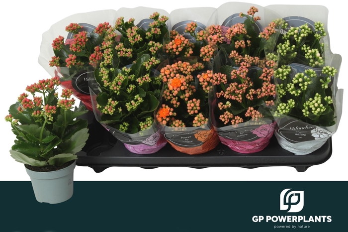 <h4>KAL GE PERF GEM 5 KL</h4>