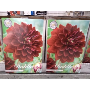 Dahlia   ...flowerbulbs