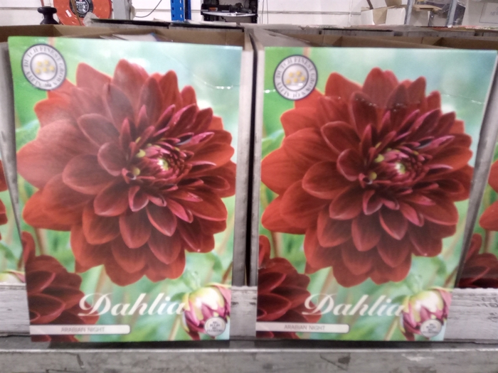 <h4>Dahlia   ...flowerbulbs</h4>