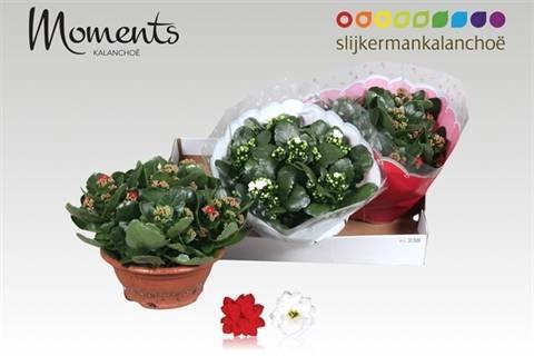 <h4>KAL GE GEM 2 KL</h4>