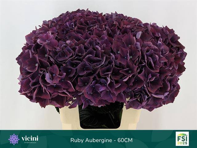 <h4>Hydr Ruby Aubergine 60 cm Vicini</h4>