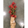 MALUS RED SENTINEL