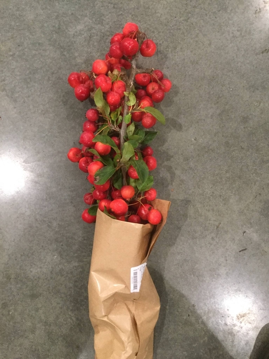 MALUS RED SENTINEL
