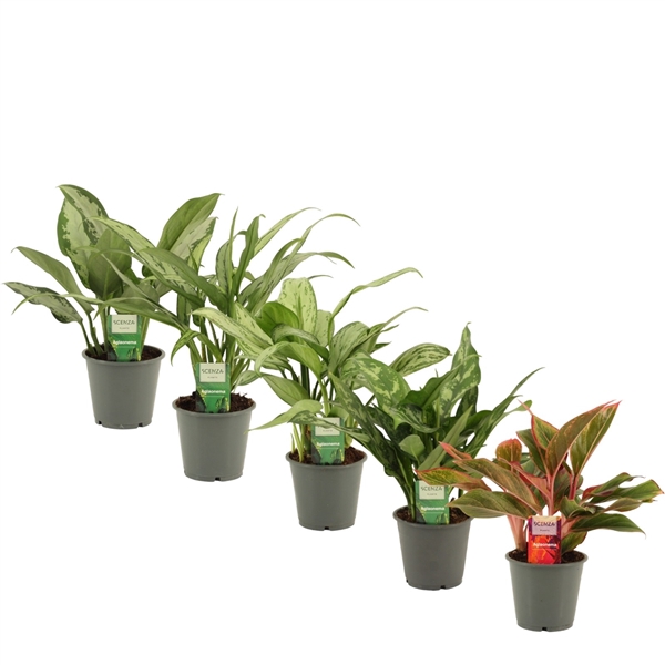 <h4>Aglaonema mix 12 cm</h4>