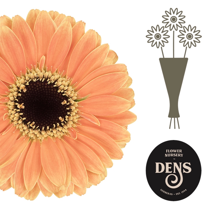 <h4>Nano Assisi Water</h4>