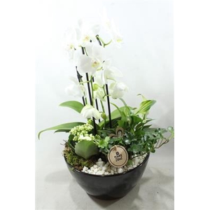 2623 KER BLACK CASCADE