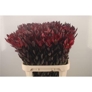 Leucad Saf Sunset Red N E W