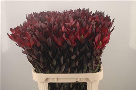 <h4>Leucad Saf Sunset Red N E W</h4>