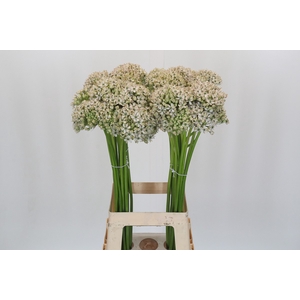 Allium Nigrum