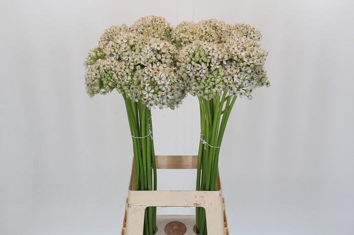 <h4>Allium Nigrum</h4>