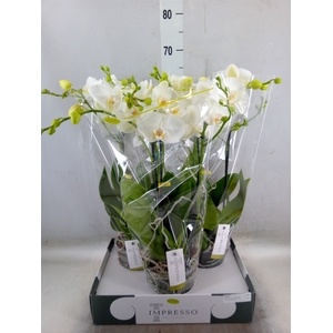 Phalaenopsis   ...white