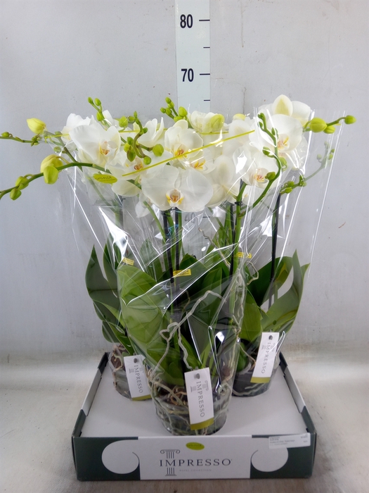 <h4>Phalaenopsis   ...white</h4>