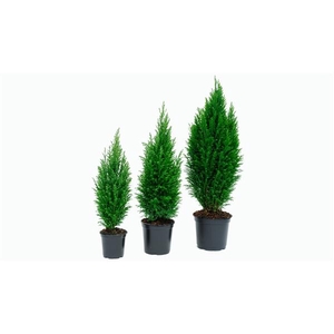 427 LDW : P17 Chamaecyparis Ellwoodii