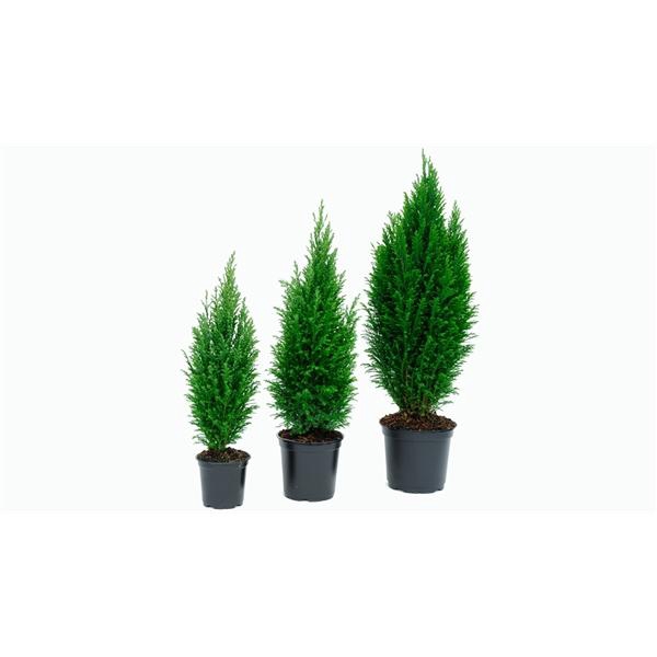 <h4>427 LDW : P17 Chamaecyparis Ellwoodii</h4>