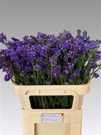 <h4>Lim S Cryst Dark Blu</h4>