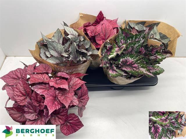 <h4>BEG BEL GEM</h4>