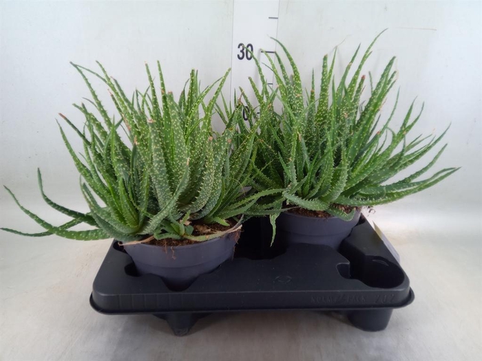 <h4>Aloe humilis</h4>