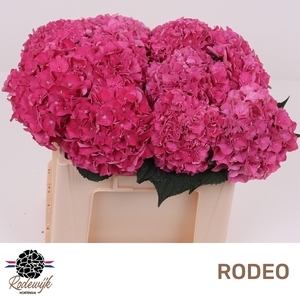 HYDR M CH RODEO RD