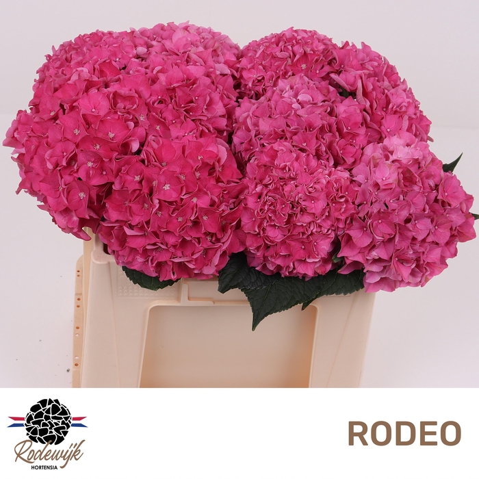 <h4>HYDR M CH RODEO RD</h4>