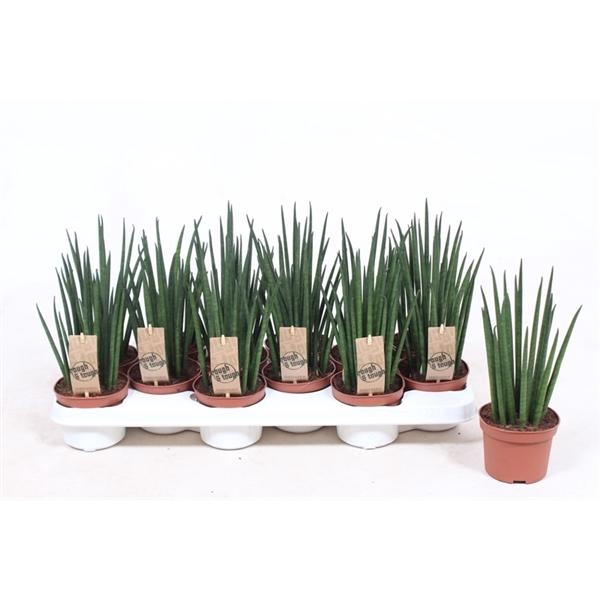 <h4>Sansevieria bacularis</h4>