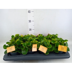 Peperomia obt. 'Obtipan'