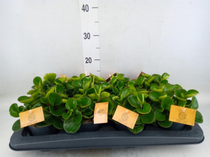 <h4>Peperomia obt. 'Obtipan'</h4>