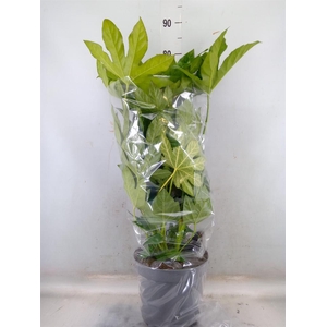 Fatsia japonica   ...