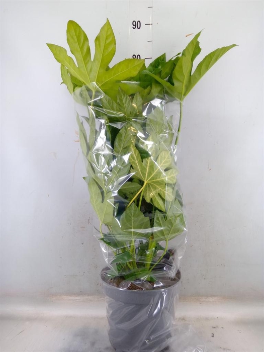 <h4>Fatsia japonica   ...</h4>