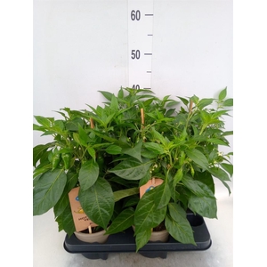 Capsicum annuum   ...peper