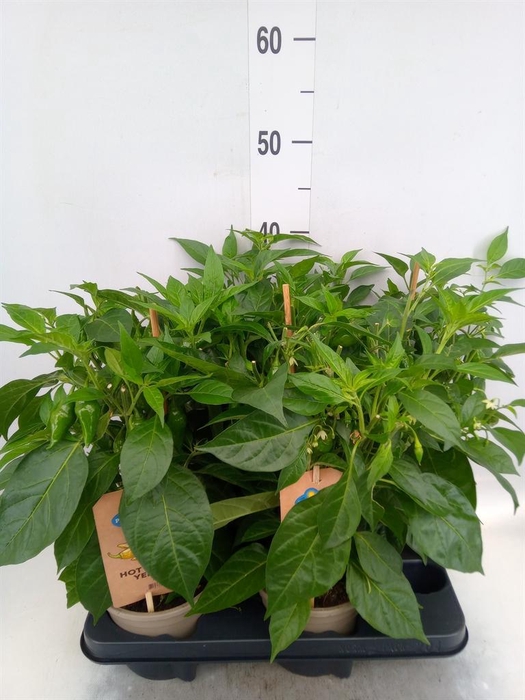 <h4>Capsicum annuum   ...peper</h4>