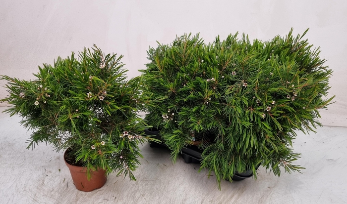 <h4>CHAMEL U SNOW FLAKE</h4>