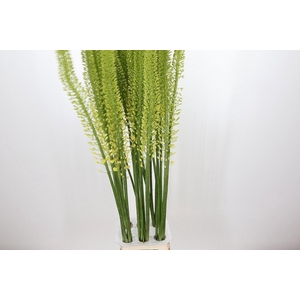 Eremurus  'Yellow Rebel'