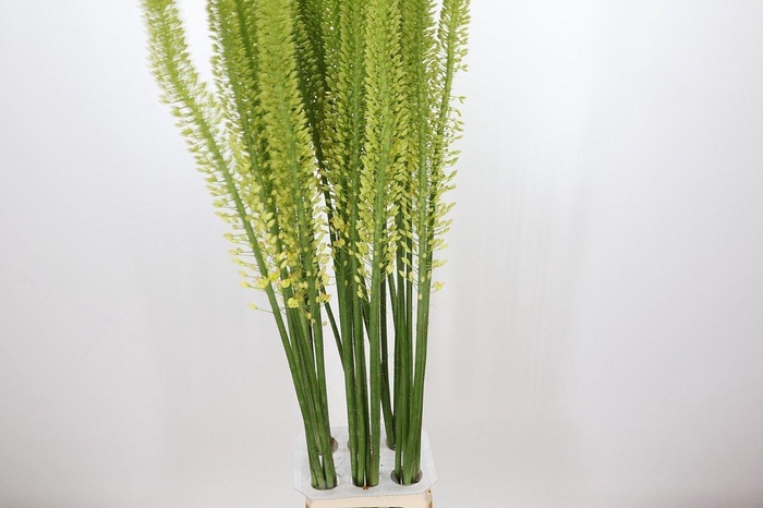 <h4>Eremurus  'Yellow Rebel'</h4>