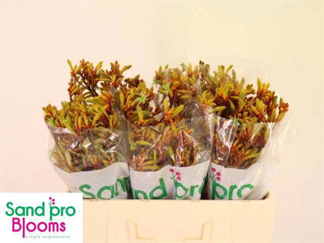 <h4>ANIGOZ GOLD FEVER</h4>