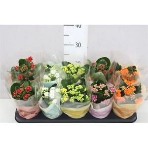 Kalanchoe Rosalina Mix Le Chic