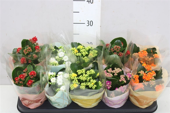 <h4>Kalanchoe Rosalina Mix Le Chic</h4>